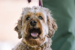 Dog-Friendly-Cottages-Gallery-1-Atlantic-Reach