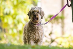 Dog-Friendly-Cottages-Gallery-Atlantic-Reach