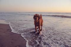 Dog-paddling-in-sea-Dog-friendly-cottages-in-Cornwall-1-Atlantic-Reach