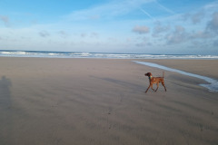 Dog-running-on-beach-Dog-friendly-cottages-in-Cornwall-Atlantic-Reach