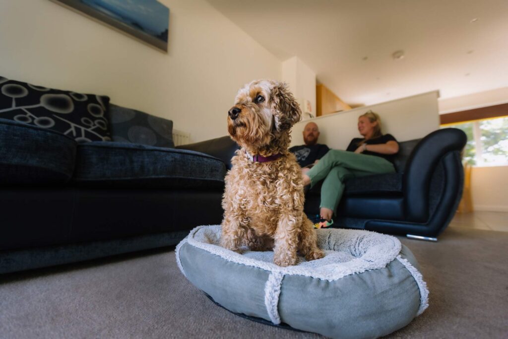 Dog relaxing on its bed in a dog-friendly cottage at Atlantic Reach
